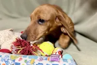 Kamara, a female Dachshund for sale in Sturgis, MI – Photo 10 of 10