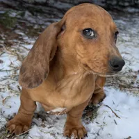 Kamara, a female Dachshund for sale in Sturgis, MI – Photo 2 of 10
