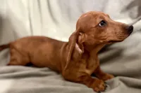 Kamara, a female Dachshund for sale in Sturgis, MI – Photo 6 of 10