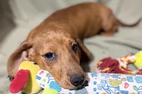 Kamara, a female Dachshund for sale in Sturgis, MI – Photo 3 of 10