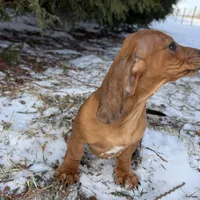 Kamara, a female Dachshund for sale in Sturgis, MI – Photo 8 of 10