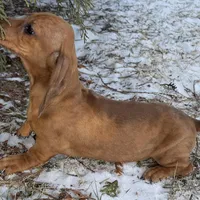 Kamara, a female Dachshund for sale in Sturgis, MI – Photo 5 of 10