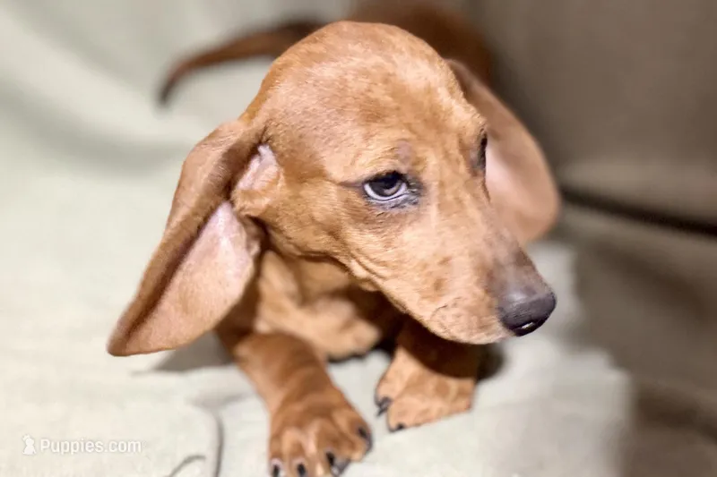 Kamara – Dachshund puppy for sale in Sturgis, MI