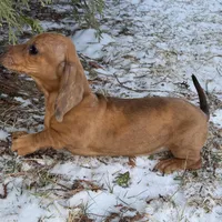 Kamara, a female Dachshund for sale in Sturgis, MI – Photo 7 of 10