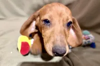 Kamara, a female Dachshund for sale in Sturgis, MI – Photo 9 of 10