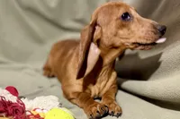 Kamara, a female Dachshund for sale in Sturgis, MI – Photo 4 of 10