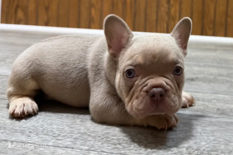 Prancer – French Bulldog puppy for sale in Sturgis, MI