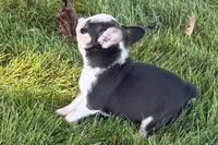 Chandler , a male French Bulldog for sale in Sturgis, MI – 5 of 10
