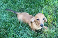 Mavey, a female Dachshund for sale in Sturgis, MI – 5 of 10