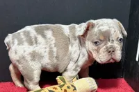 Lou, a male French Bulldog for sale in Sturgis, MI – 3 of 10