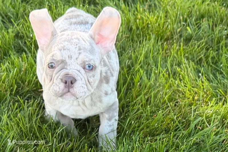 Edith  – French Bulldog puppy for sale in Sturgis, MI