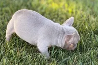 Babe, a female French Bulldog for sale in Sturgis, MI – 8 of 10