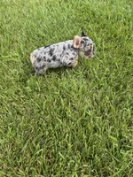 Frick, a male French Bulldog for sale in Sturgis, MI – 7 of 7