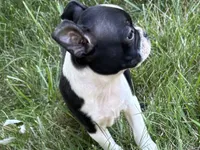 Daisy, a female Boston Terrier for sale in Sturgis, MI – 2 of 8