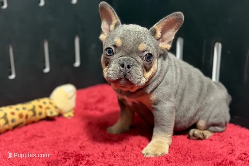 Nova – French Bulldog puppy for sale in Sturgis, MI