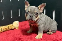 Nova, a female French Bulldog for sale in Sturgis, MI – 1 of 9