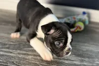 Yogi, a male Boston Terrier for sale in Sturgis, MI – Photo 5 of 10