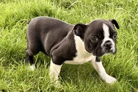 Yogi, a male Boston Terrier for sale in Sturgis, MI – 10 of 10