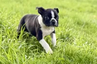 Yogi, a male Boston Terrier for sale in Sturgis, MI – 6 of 10