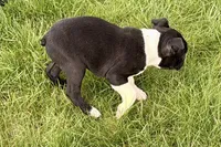 Yogi, a male Boston Terrier for sale in Sturgis, MI – 5 of 10