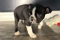 Yogi, a male Boston Terrier for sale in Sturgis, MI – Photo 8 of 10