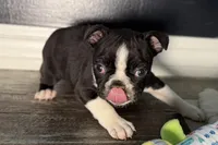 Yogi, a male Boston Terrier for sale in Sturgis, MI – Photo 4 of 10