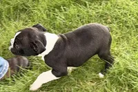 Yogi, a male Boston Terrier for sale in Sturgis, MI – 2 of 10