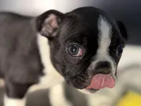 Yogi, a male Boston Terrier for sale in Sturgis, MI – Photo 7 of 10