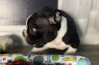 Yogi, a male Boston Terrier for sale in Sturgis, MI – Photo 6 of 10