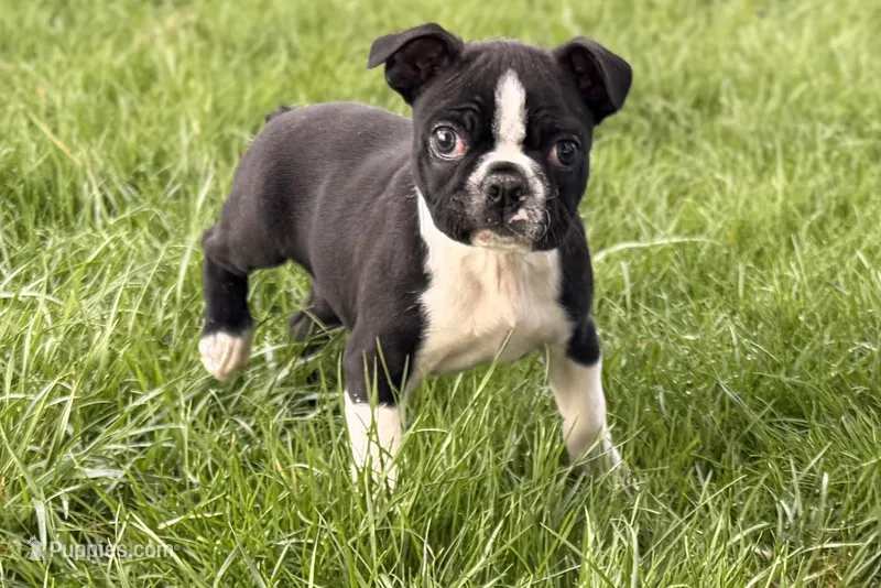 Yogi – Boston Terrier puppy for sale in Sturgis, MI