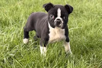 Yogi, a male Boston Terrier for sale in Sturgis, MI – 1 of 10