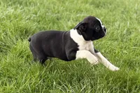 Yogi, a male Boston Terrier for sale in Sturgis, MI – 7 of 10