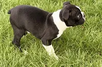 Yogi, a male Boston Terrier for sale in Sturgis, MI – 3 of 10