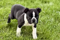 Yogi, a male Boston Terrier for sale in Sturgis, MI – 9 of 10
