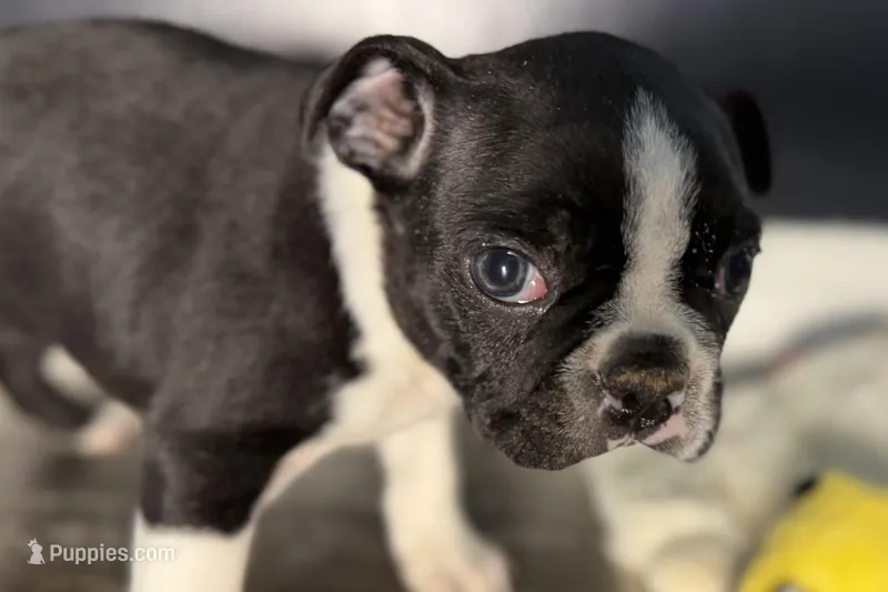 Yogi – Boston Terrier puppy for sale in Sturgis, MI