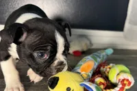 Yogi, a male Boston Terrier for sale in Sturgis, MI – Photo 10 of 10