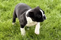 Yogi, a male Boston Terrier for sale in Sturgis, MI – 8 of 10