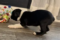 Yogi, a male Boston Terrier for sale in Sturgis, MI – Photo 2 of 10