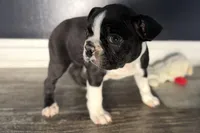 Yogi, a male Boston Terrier for sale in Sturgis, MI – Photo 9 of 10