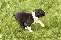 Yogi, a male Boston Terrier for sale in Sturgis, MI – 4 of 10