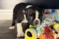 Yogi, a male Boston Terrier for sale in Sturgis, MI – Photo 3 of 10