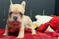 Walter, a male French Bulldog for sale in Sturgis, MI – 5 of 9