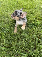 Frick, a male French Bulldog for sale in Sturgis, MI – 2 of 7