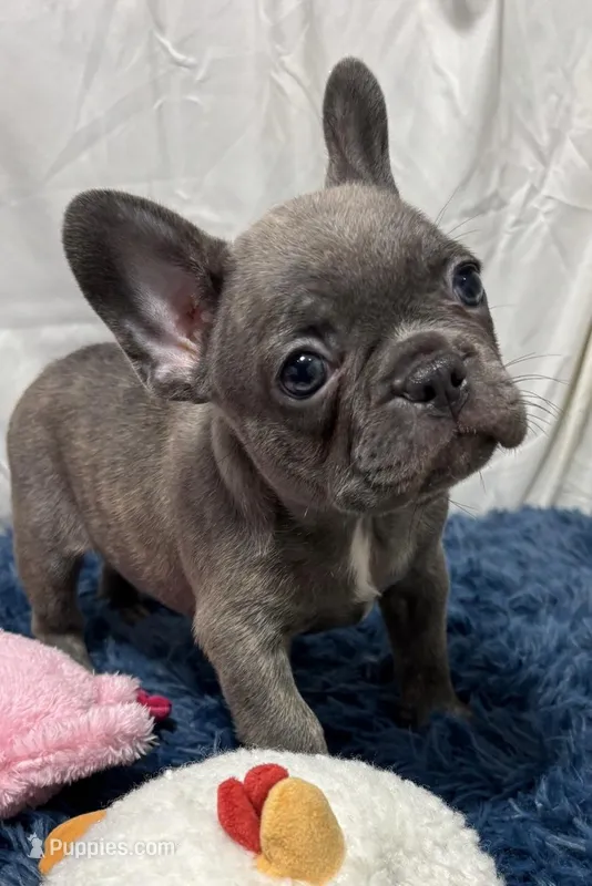 Dino – French Bulldog puppy for sale in Sturgis, MI