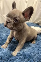 Dino, a male French Bulldog for sale in Sturgis, MI – Photo 6 of 6