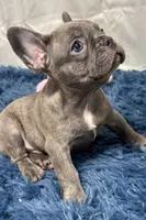 Dino, a male French Bulldog for sale in Sturgis, MI – Photo 2 of 6