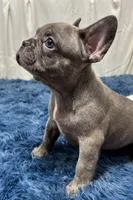 Dino, a male French Bulldog for sale in Sturgis, MI – Photo 5 of 6