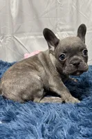 Dino, a male French Bulldog for sale in Sturgis, MI – Photo 4 of 6