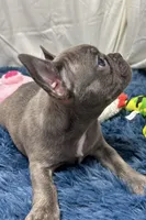 Dino, a male French Bulldog for sale in Sturgis, MI – Photo 3 of 6