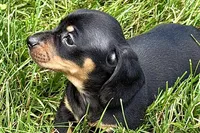 Winston, a male Dachshund for sale in Sturgis, MI – 2 of 10